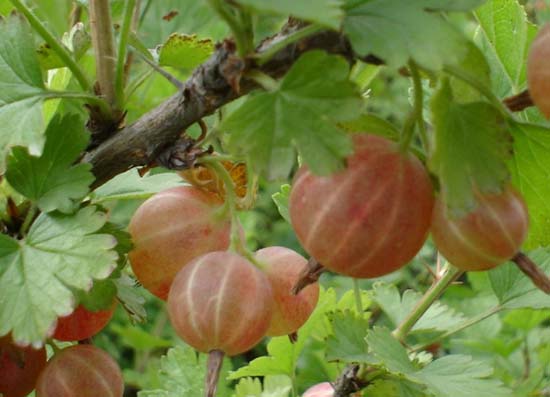 燈籠果的栽培技術(shù) 果樹栽培技術(shù)