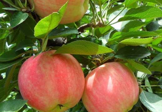 蘋果病蟲害防治技術(shù)