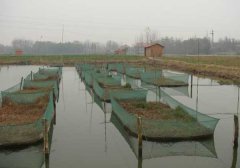 如何鑒別魚(yú)種質(zhì)量?jī)?yōu)劣？