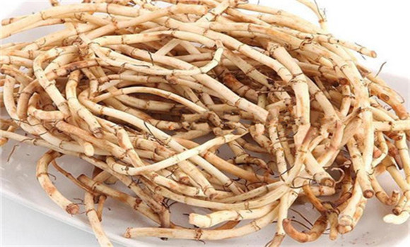 魚腥草的用法、用量與禁忌