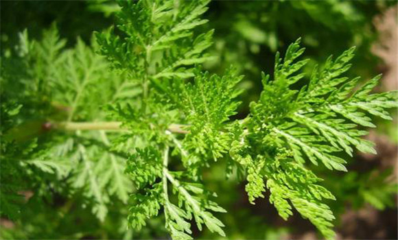 青蒿的用法、用量與禁忌