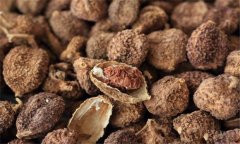 砂仁的功效與作用是什么 砂仁的用法、用量與禁