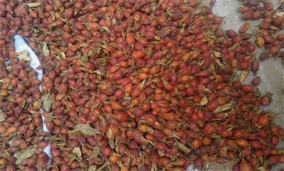 砂仁的用法、用量與禁忌