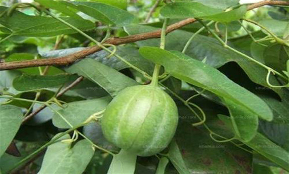 馬兜鈴的用法，用量與禁忌