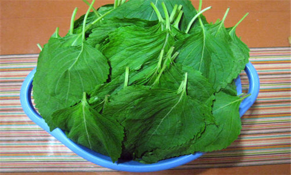 蘇子葉的用法、用量與禁忌