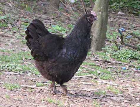 雞養(yǎng)殖技術