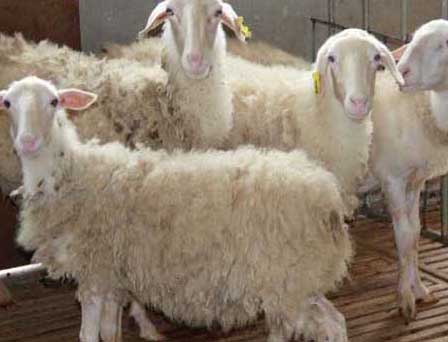 湖羊養(yǎng)殖技術(shù) 羊養(yǎng)殖技術(shù)