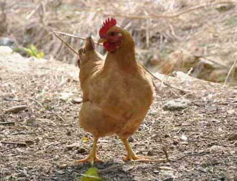 禽霍亂的防治措施 特種動(dòng)物的疾病防治技術(shù)