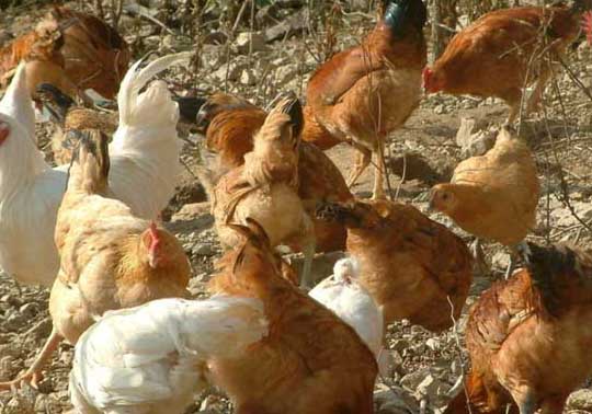 荒山土雞散養(yǎng)技術(shù)要點(diǎn)簡(jiǎn)述