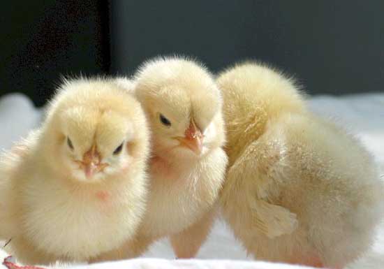 雞養(yǎng)殖技術