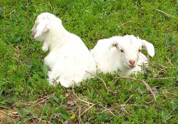 冬季山羊養(yǎng)殖需要注意那些問題