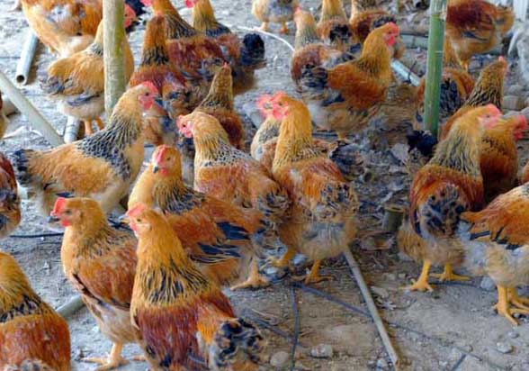 不產(chǎn)蛋雞該如何識(shí)別 蛋雞的養(yǎng)殖技術(shù)