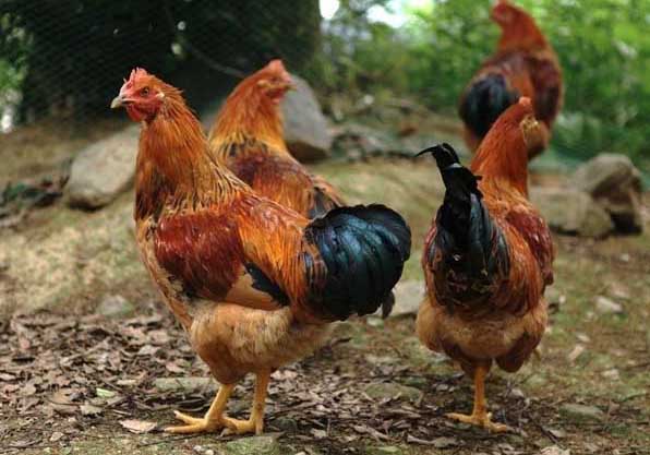 雞傳染性腺胃炎的特點及治療 雞養(yǎng)殖技術(shù)