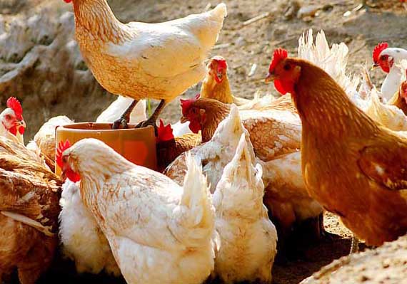 養(yǎng)殖場(chǎng)常見雞病的治療手冊(cè) 雞病防治技術(shù)