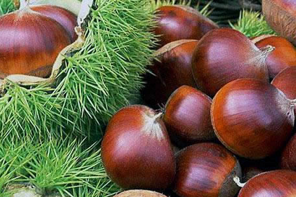 板栗的藥用價(jià)值與功效 板栗的功效與作用