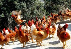 養(yǎng)殖場蛋雞拉稀應(yīng)對(duì)癥治療方法