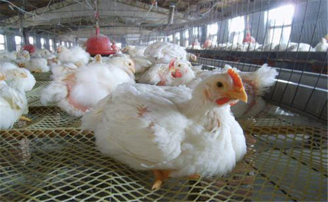 公、母雞羽毛生長速度不同