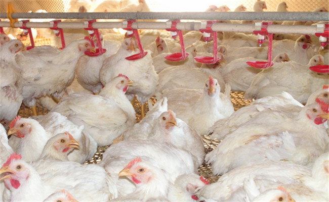 對光照、飼養(yǎng)密度等的要求不同