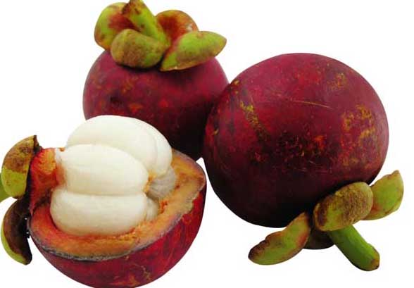 山竹-有關(guān)山竹的資料 山竹圖片