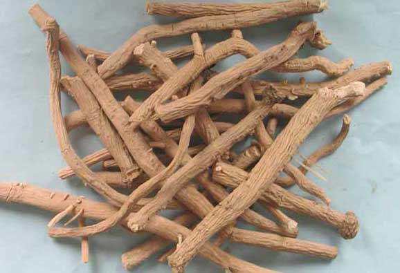 板藍(lán)根-有關(guān)板藍(lán)根的知識(shí) 板藍(lán)根圖片