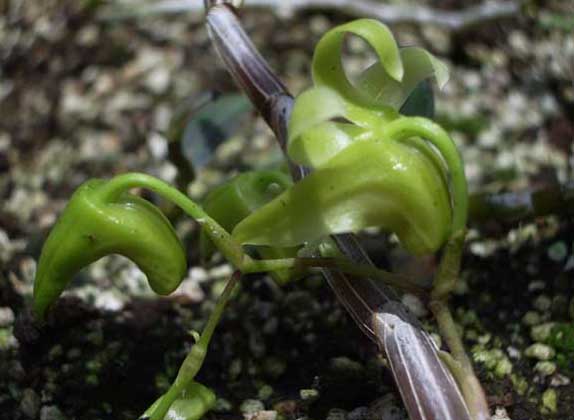 鐵皮石斛-有關(guān)鐵皮石斛的知識 鐵皮石斛圖片