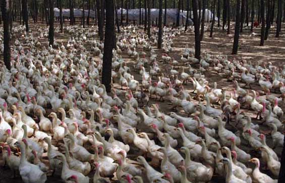 蛋鴨養(yǎng)殖過程中需要注意那些 蛋鴨飼養(yǎng)管理方法