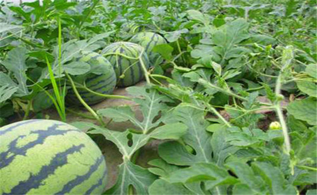 西瓜生長階段所需肥料種類、數(shù)量