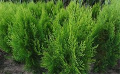 側(cè)柏樹簡介 側(cè)柏樹的生態(tài)習(xí)性與種類、分布