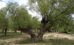 旱柳簡介，旱柳的栽培管理和園林用途