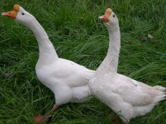 常見的蛋鵝品種有哪些？