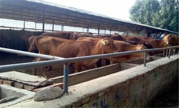 加強(qiáng)飼養(yǎng)管理，抓好母牛的膘情