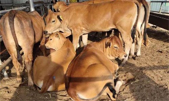 縮短空懷時間，提高繁殖率