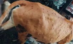 牛背上起皰是怎么回事，牛皮蠅蛆病如何防治？