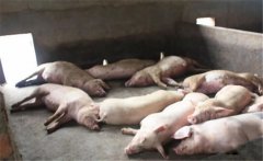 豬黃脂病的病因有哪些？豬黃脂病如何預防？