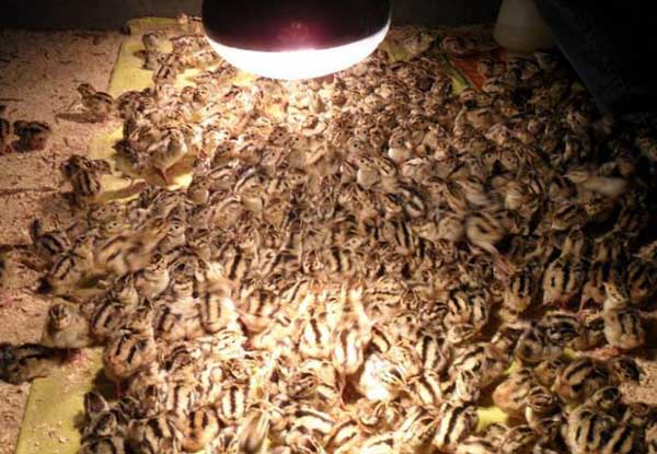 野雞的養(yǎng)殖技術