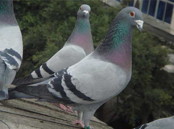 養(yǎng)鴿技術
