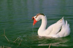 冬季如何高效養(yǎng)鵝，新手冬季養(yǎng)鵝需要注意什么