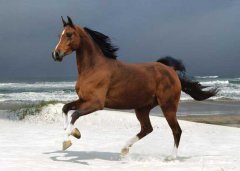 如何提高馬繁殖力？