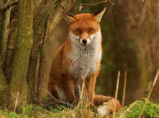 狐貍飼料配制注意事項 狐貍的飼養(yǎng)技術