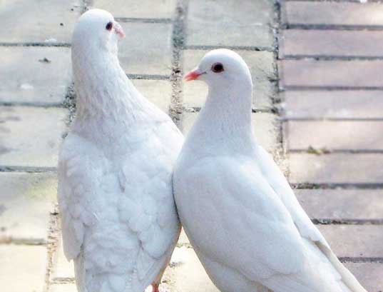 鴿子養(yǎng)殖技術