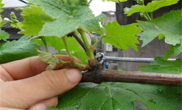 大棚葡萄如何抹芽定蔓