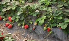 草莓病蟲(chóng)害的發(fā)生與防治方法