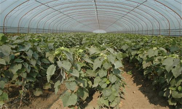 什么是粉塵農(nóng)藥，它有什么特點(diǎn)