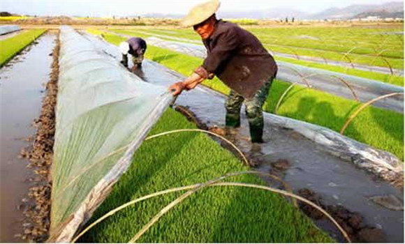 水稻薄膜育秧技術