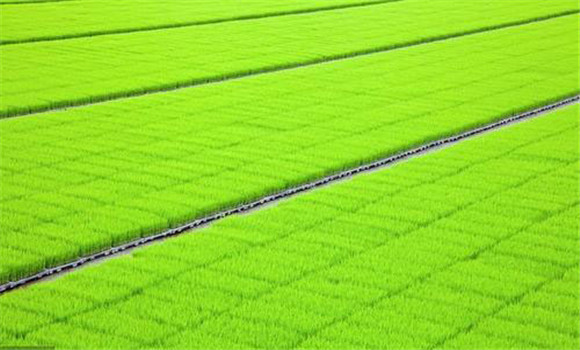 推廣水稻育秧配套技術(shù)，讓水稻多蘗壯苗的方法