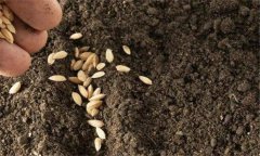 水稻生長(zhǎng)的各個(gè)階段需要什么樣的溫度條件？