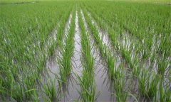 直播稻倒伏、草害嚴(yán)重怎么辦，應(yīng)對(duì)措施有哪些