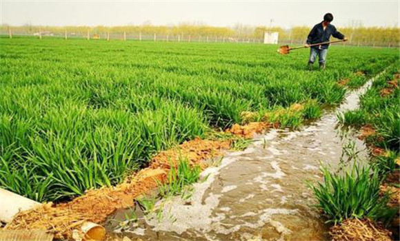 怎樣利用沼液、沼渣種植水稻