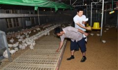 干撒式發(fā)酵床飼養(yǎng)肉雞有哪些優(yōu)勢(shì)？