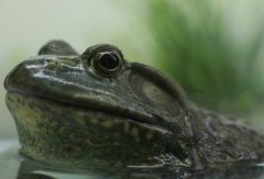 牛蛙的生活習(xí)性、變態(tài)特點(diǎn)與飼養(yǎng)要點(diǎn)